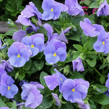 Verbascum Seeds - Blue Purple