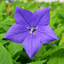 Balloon Flower Seeds - Blue