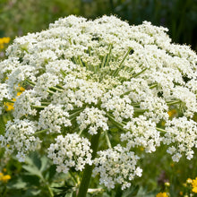 White Toothpick Plant Seeds