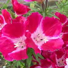 Farewell-to-Spring Seeds - Red