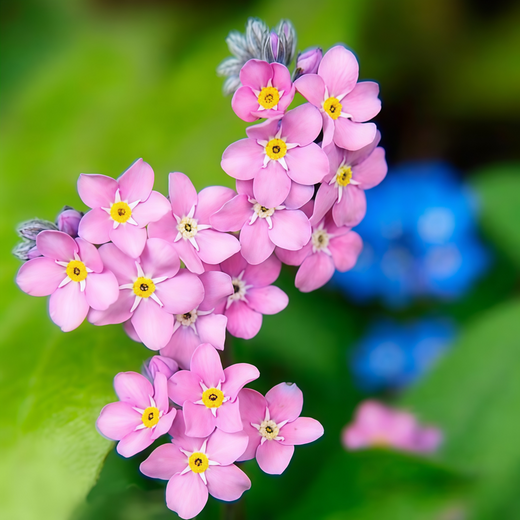 Forget-Me-Not Seeds - Red