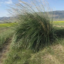 Achnatherum Needle Grass Seeds