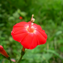 Red Morning Glory Seeds