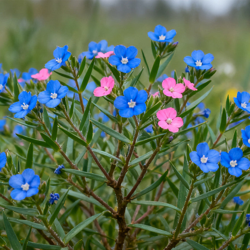 Anagallis Arvensis Seeds - Blue Larger Packet High Germination 2800-140000 Onsaleseeds