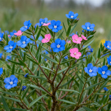 Blue Scarlet Pimpernel Seeds