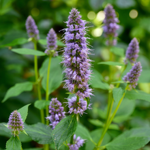 Blue Korean Mint Seeds