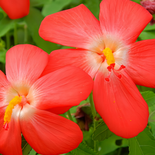 Red Flowering Okra Seeds