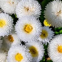 Bellis Seeds White Double Large Flower
