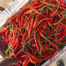 American Red Horn Pepper Seeds