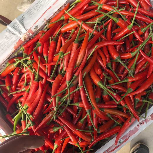 American Red Horn Pepper Seeds