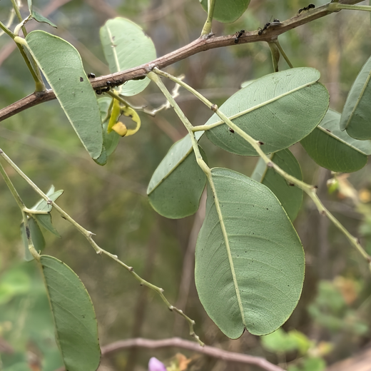 Bush Clover Seeds