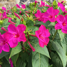 Rose Red Four O'clock Flower Seeds