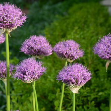 Pink Ornamental Allium Seeds