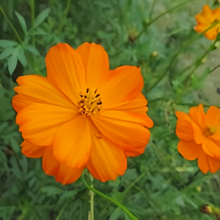 Orange Cosmos Seeds