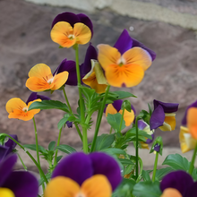 Pansy Seeds - Purple With Yellow Spots