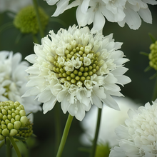 Scabiosa Seeds - White