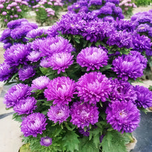China Aster Seeds - Blue