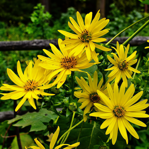 Cup Plant Seeds