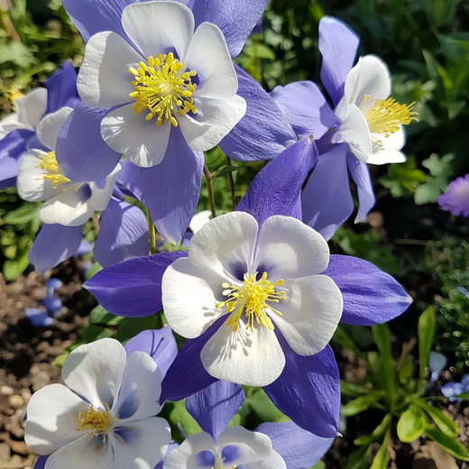 Blue Columbine Seeds