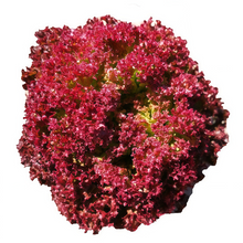 Lettuce Seeds - Red