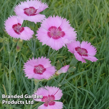 Pink Dark Dianthus Seeds
