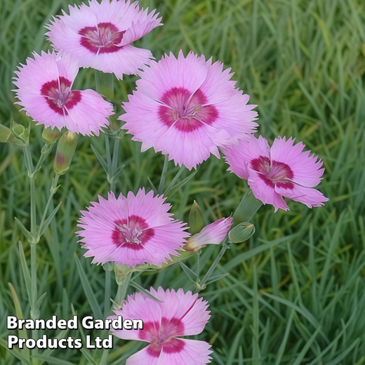 Pink Dark Dianthus Seeds