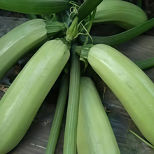 Green Summer Squash Seeds