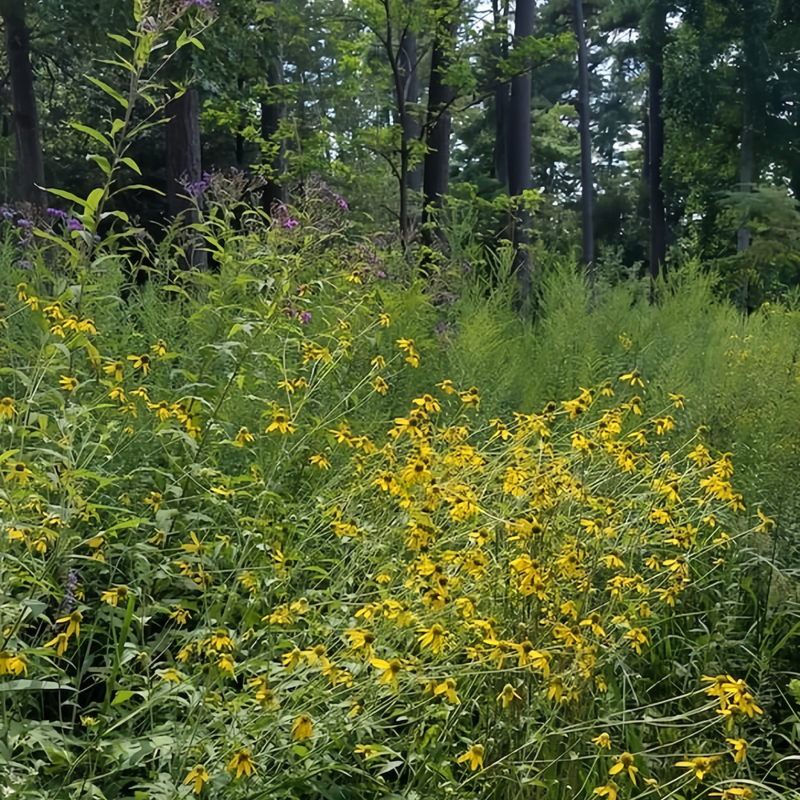 Wildflower Seeds - Cold Resistant Tall Plant Mix Includes Blanket Flower, Lychnis, Agastache Rugosa,etc