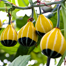 Pear Shaped Squash Seeds