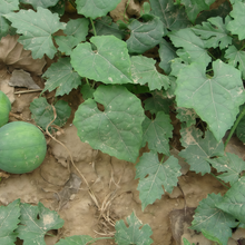 Trichosanthes Seeds