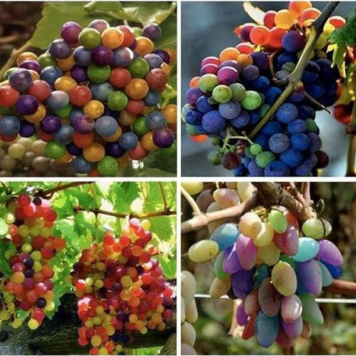 Rainbow Grape Seeds
