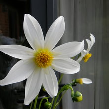 Dahlia Seeds - White