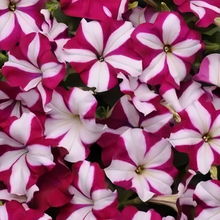Purple White Petunia Seeds