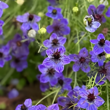 Blue Love in Seeds
