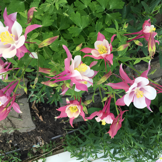 Red Columbine Seeds
