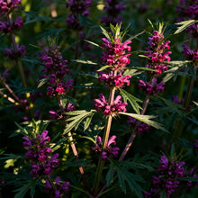 Chinese Motherwort Seeds - Purplish Red
