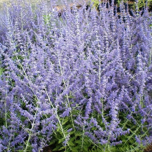 Salvia Seeds - Blue
