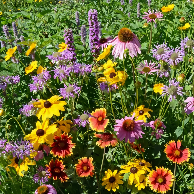 Wildflower Seeds - Dwarf Mix Includes Candytuft, Snapdragon, Clarkia Amoena, etc.