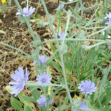 Chicory Seeds