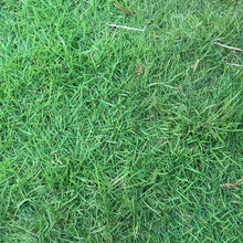 Hulled Coated Grass Seed