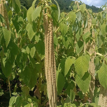 Yellow Love Lies Bleeding Amaranth Seeds