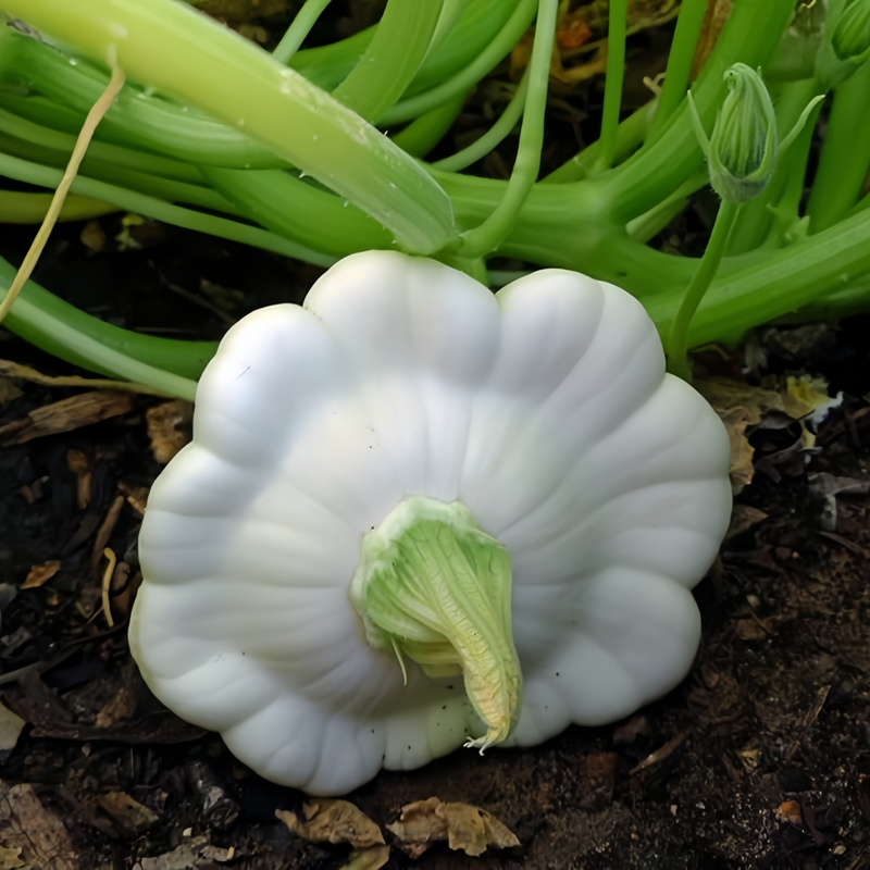 Cucurbita Moschata - Runner-Up White High Germination  Onsaleseeds