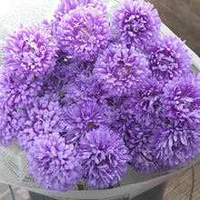 China Aster Seeds - Baby Blue