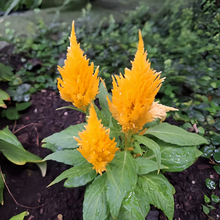 Golden Yellow Celosia Seeds