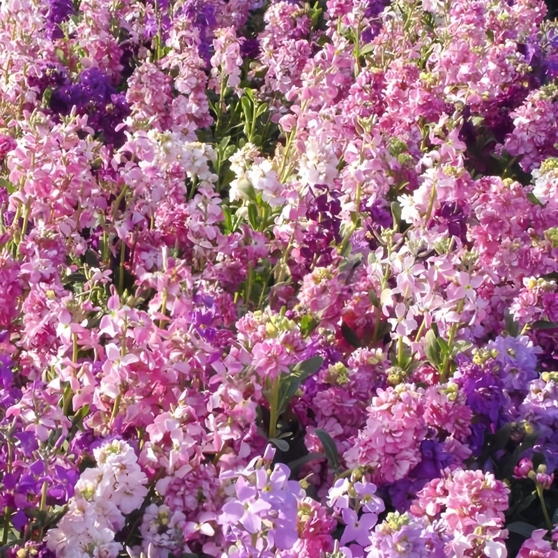 Stock Seeds - Pink Larger Packet High Germination 2500-5000 Onsaleseeds