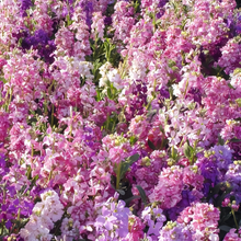 Stock Seeds - Pink