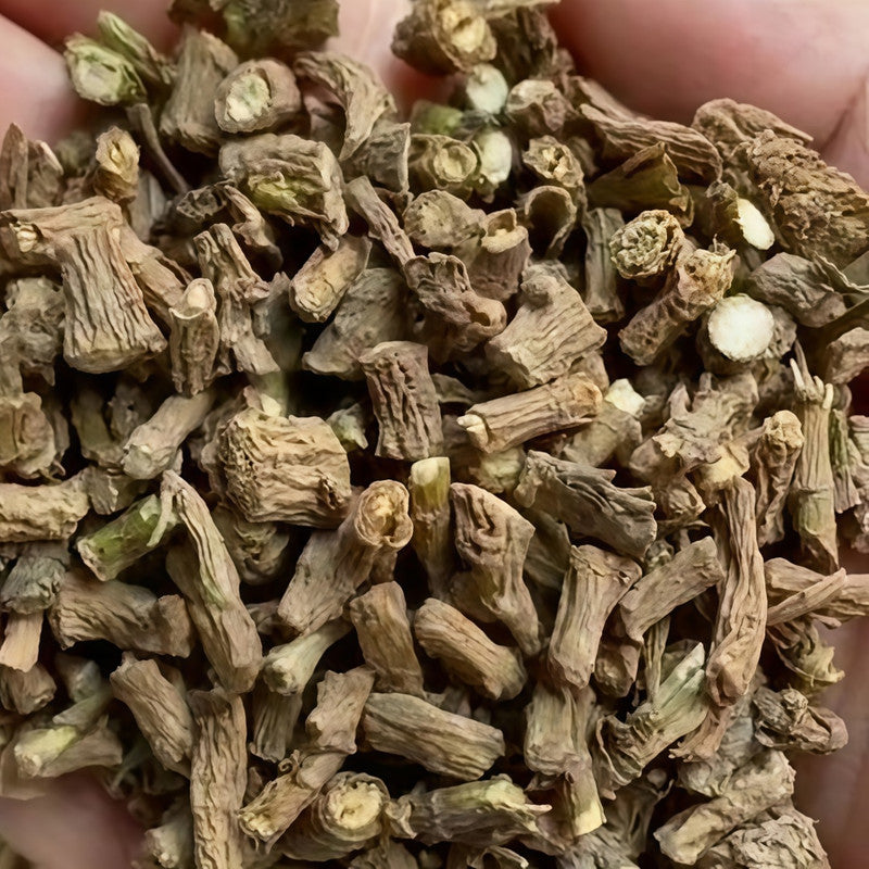 Bupleurum Chinensis DC Seeds - Larger Packet High Germination 1500-5000 Onsaleseeds