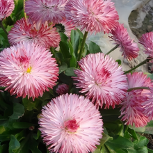 Red White English Daisy Seeds