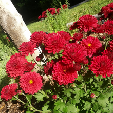 Dahlia Seeds - Red