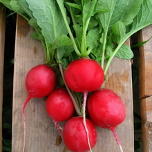 Red Radish Seeds